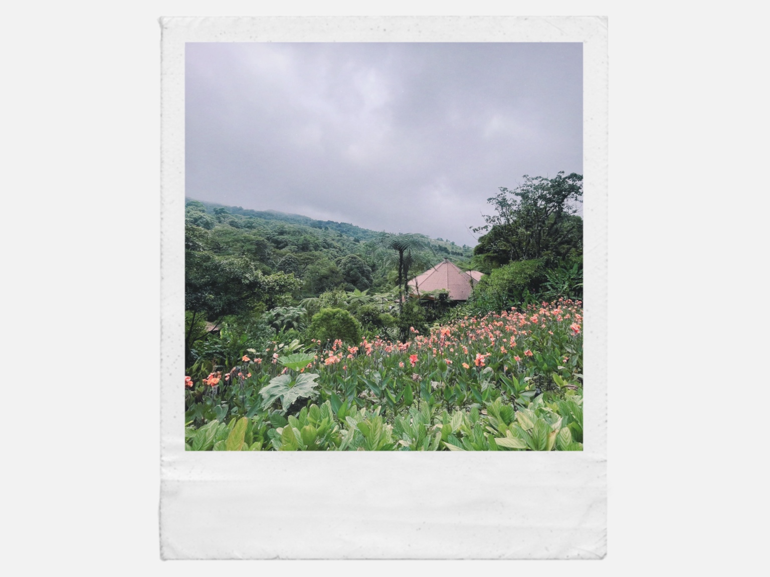 Lush tropical hills and flowers